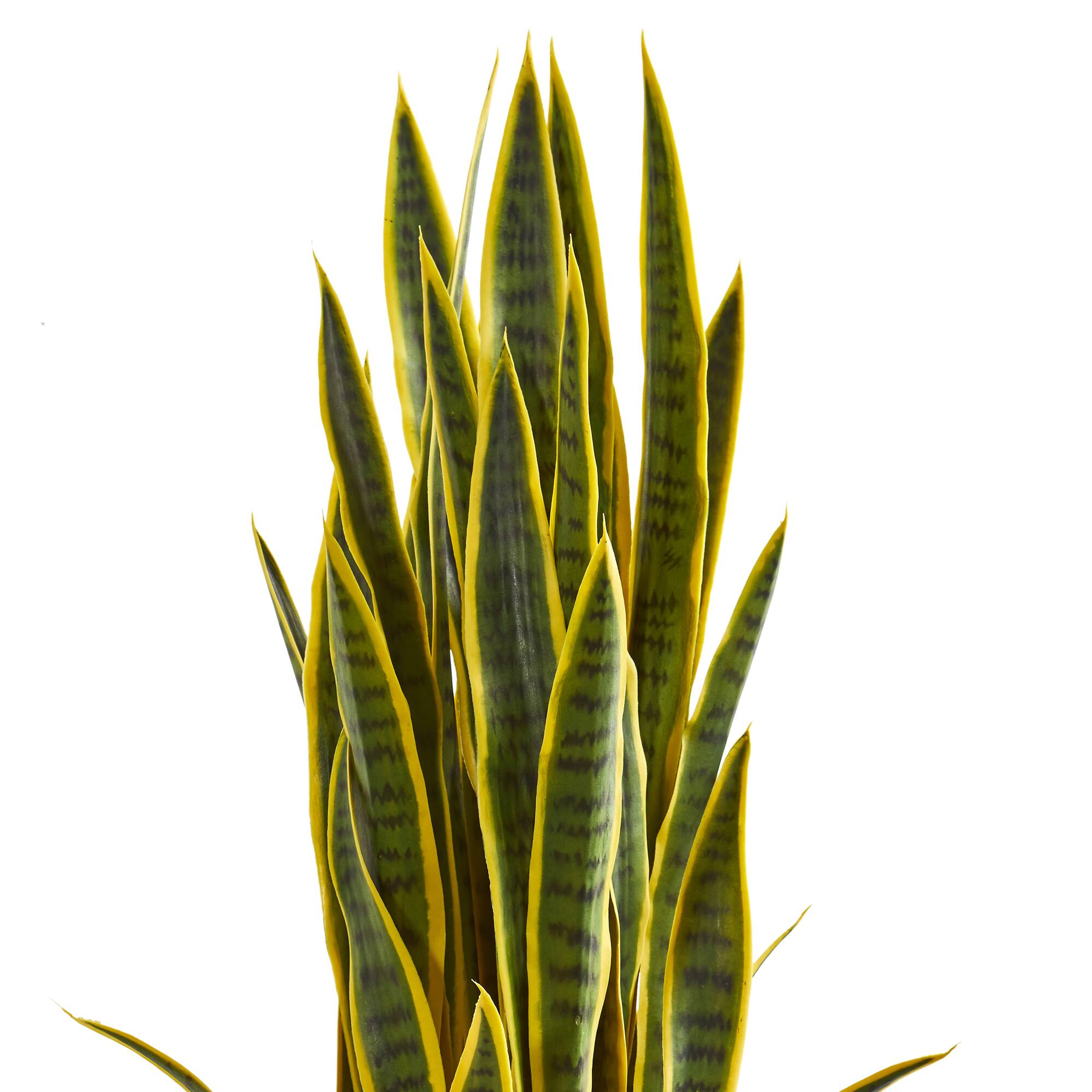 3.5ft. Snake Plant in Slate Planter